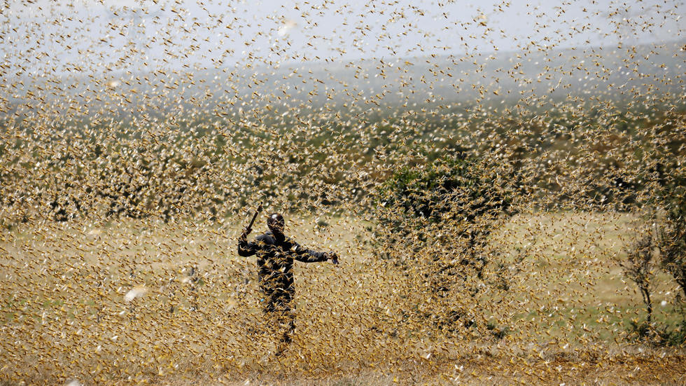 2020-02-27T000000Z_1776590616_RC219F9SLHNL_RTRMADP_3_AFRICA-LOCUSTS.jpeg